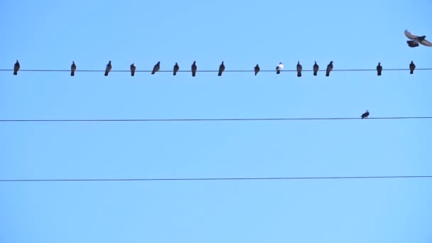 Plan au ralenti de pigeons assis sur un fil électrique — Video