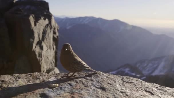Pequeño pájaro marrón en una cornisa rocosa en las montañas del Atlas, Marruecos — Vídeo de stock