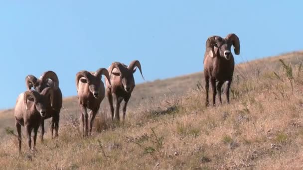 Small flock of bighorn rams in grassland — Stock Video