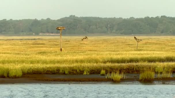 Static shot of a bird of prey landing on a perch in marshy grassland by a river — Stock Video