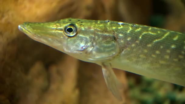 Nog steeds close-up van een jonge muskellonge bij Gavins Point Nation Fish Hatchery, in South Dakota — Stockvideo