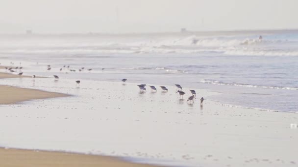 Fotografía en cámara lenta de sanderlings o estancias en una playa de Los Ángeles, buscando comida en la arena — Vídeos de Stock
