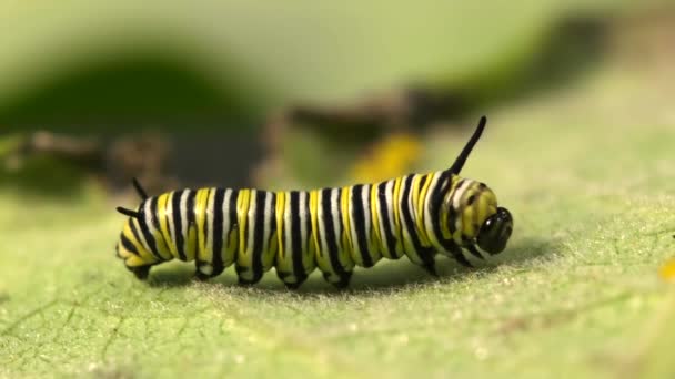 Third instar caterpillar on a milkweed leaf — Stockvideo