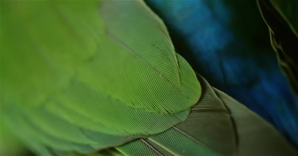 Plumas de aves tropicales de cerca 4K — Vídeos de Stock