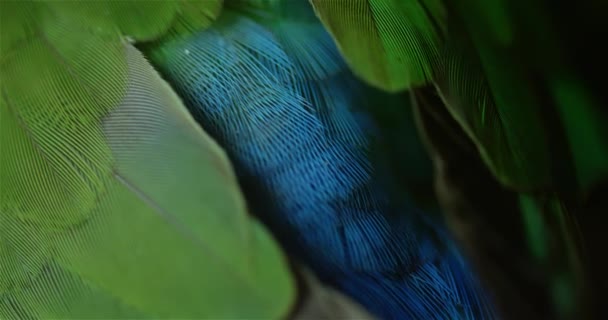 Tropical Bird Feathers Close Up 4K — Stockvideo