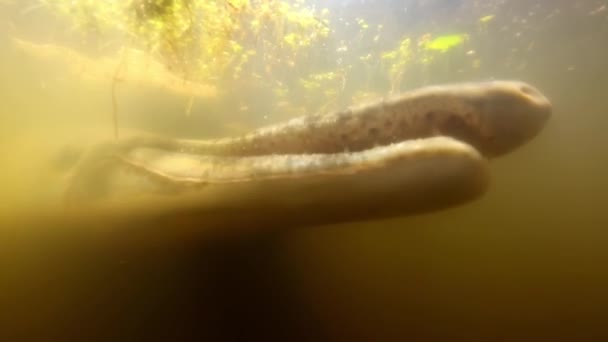 Onderwater schot van een alligator gar openen en sluiten van zijn mond — Stockvideo