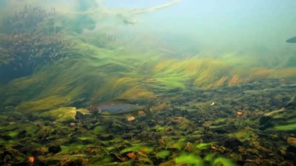 Podwodne ujęcie Graylinga w czystej wodzie na rzece Chena na Alasce — Wideo stockowe