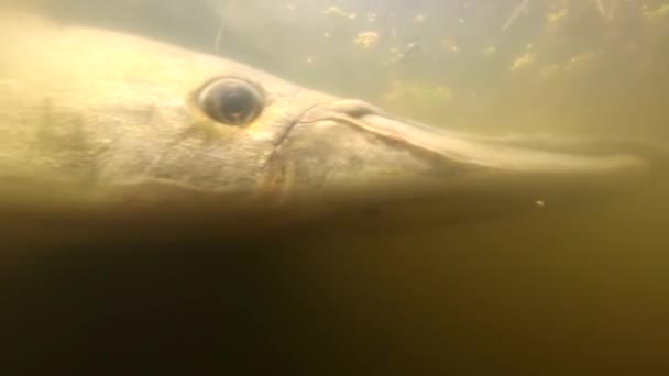 Sujet de tir sous-marin le long du corps d'un gar alligator 