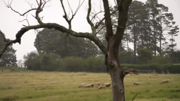 Amplo tiro de ovelhas pastando em um campo em KwaZulu-Natal, África do Sul — Vídeo de Stock