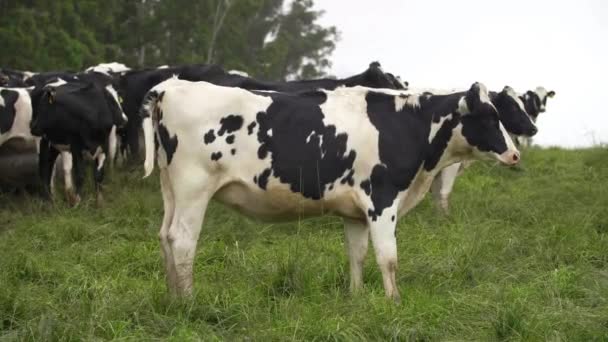 Un tiro mediano de vacas en un campo en KwaZulu-Natal Midlands, Sudáfrica — Vídeos de Stock