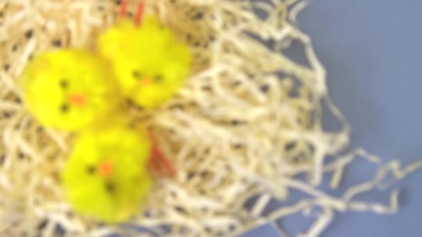 Fokuszug von Osterküken im Stroh vor blauem Hintergrund — Stockvideo
