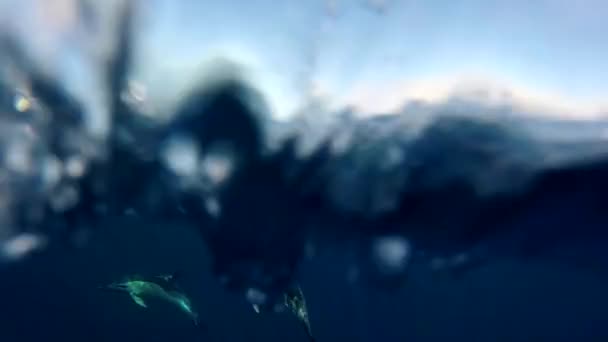 Slow motion clip van boven naar onder het wateroppervlak, om twee dolfijnen samen te zien zwemmen — Stockvideo