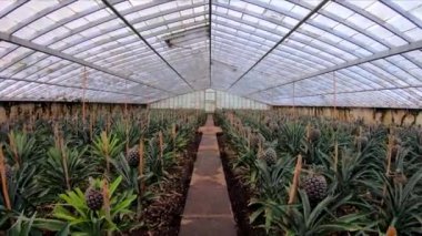 Azores 'de bir serada ananas sıraları arasında yürümek