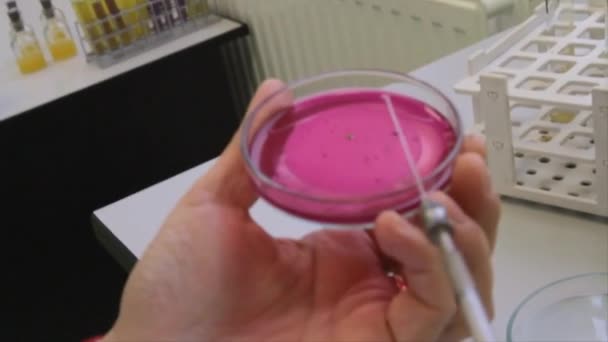 Närbild av en forskare som lägger ett prov i en petriskål i ett laboratorium — Stockvideo