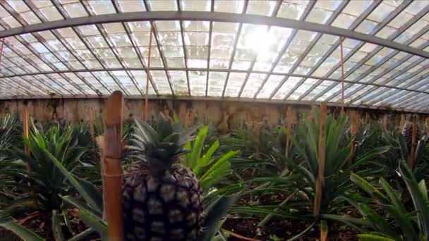 Baixo ângulo tiro gimbal andando em estufa cheio de plantas de abacaxi — Vídeo de Stock
