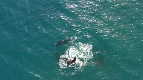 Um tiro médio de uma baleia franca do sul nadando ao largo da costa da Cidade do Cabo, África do Sul — Vídeo de Stock