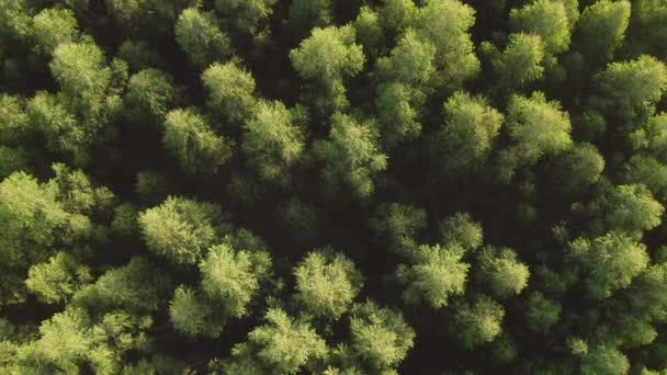 A still shot looking down at the top of some pine trees — Stok Video