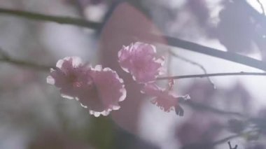 Bir ağaç dalında açan pembe çiçeklerin yakın çekimi