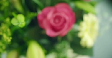 Pembe bir gülün içinde yavaş çekim.