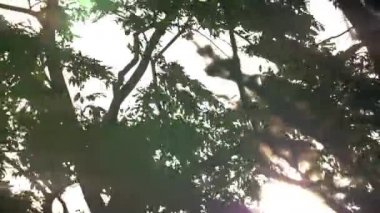Rüzgârlı Ağaçların Arasında Güneş Işığı