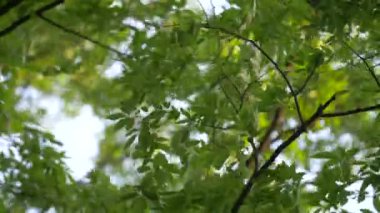 Esintide ağaç dalları