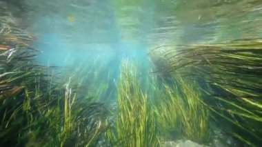 San Marcos Nehri, Teksas 'taki pirinç bitkilerinin sualtı görüntüleri.