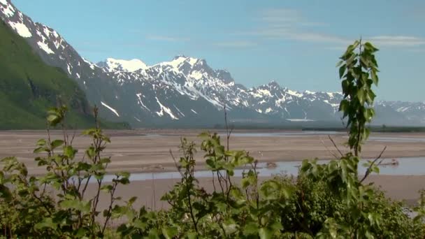 緑豊かな枝を通して見られるアラスカの山々と谷 — ストック動画