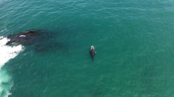 Una vista aérea de una ballena nadando frente a la costa de Sudáfrica — Vídeos de Stock