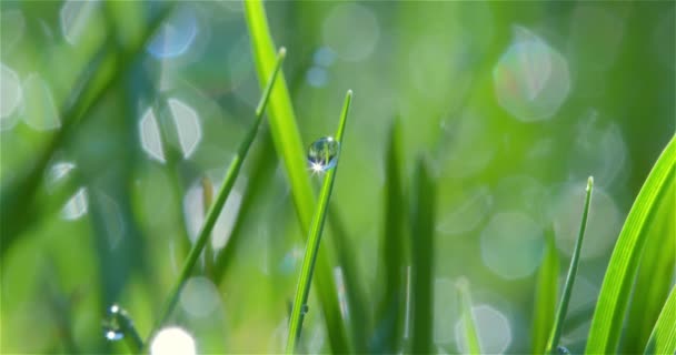 Close-up em uma gota de água em uma lâmina de grama na luz do sol — Vídeo de Stock