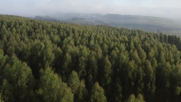 Voler bas au-dessus d'une forêt de pins, en Afrique du Sud — Video