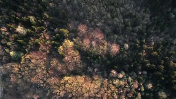 Пролетая над лесным массивом — стоковое видео