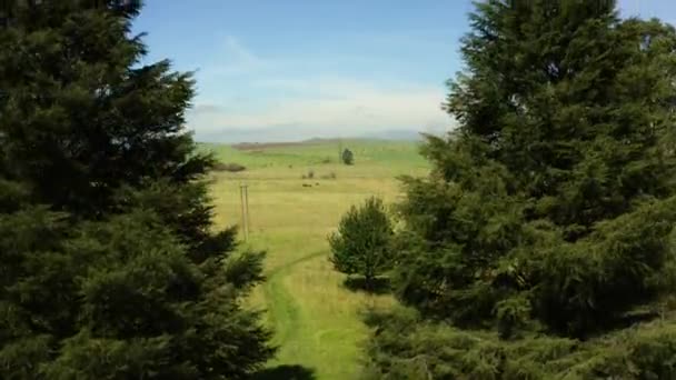 在南非，在高大的树木后面飞舞，露出农田和地平线 — 图库视频影像