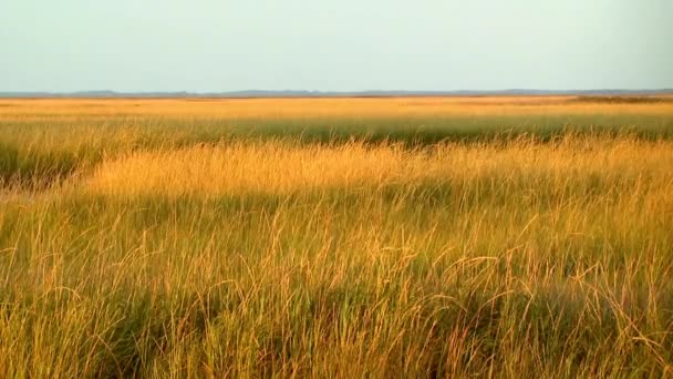 Grasland in einem amerikanischen Naturschutzgebiet — Stockvideo