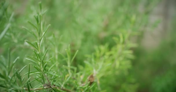 Tracciamento palmare colpo attraverso cespuglio di rosmarino verde — Video Stock