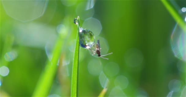 Макро знімок маленької комахи, що сидить на краплі води — стокове відео