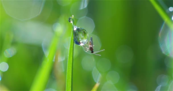 Plan macro d'un petit insecte assis sur une gouttelette d'eau 