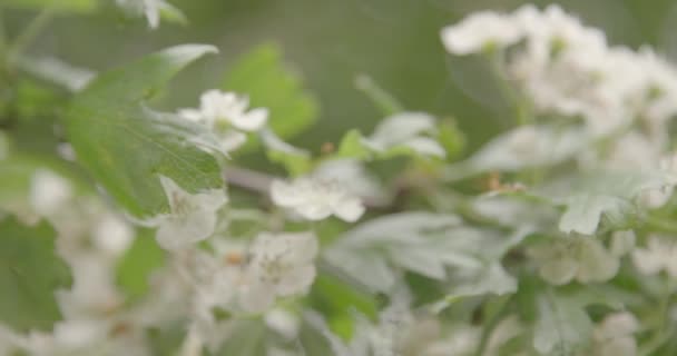 Από την εστίαση τραβηγμένο σε μικρά λευκά λουλούδια — Αρχείο Βίντεο
