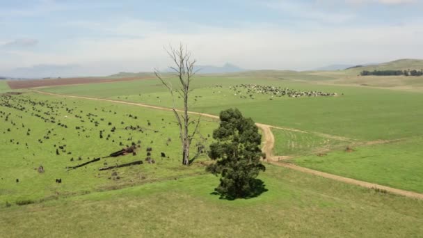 Recorriendo tierras de cultivo con vacas en el campo, en Sudáfrica — Vídeos de Stock