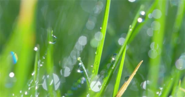 Foco cremalheira através de lâminas de grama coberta de orvalho em sol — Vídeo de Stock