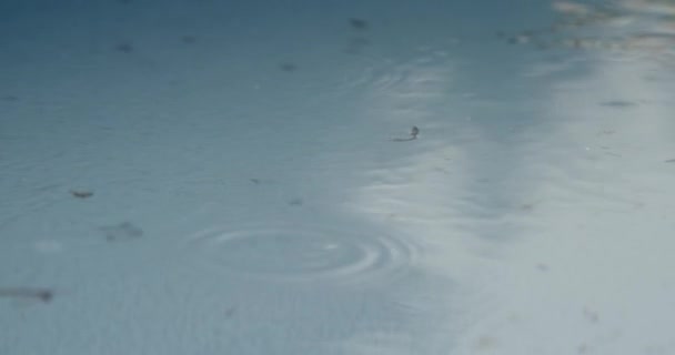 Gotas de lluvia salpicando en un charco — Vídeos de Stock