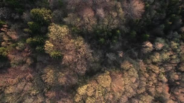 Пролетая над лесом — стоковое видео