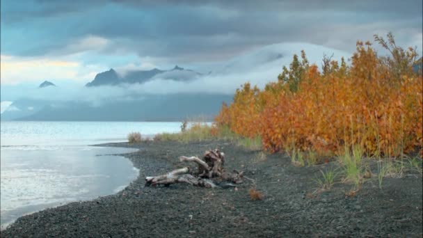 阿拉斯加的卵石沙滩上，长满了漂浮的木柴，长有橙色落叶的灌木 — 图库视频影像