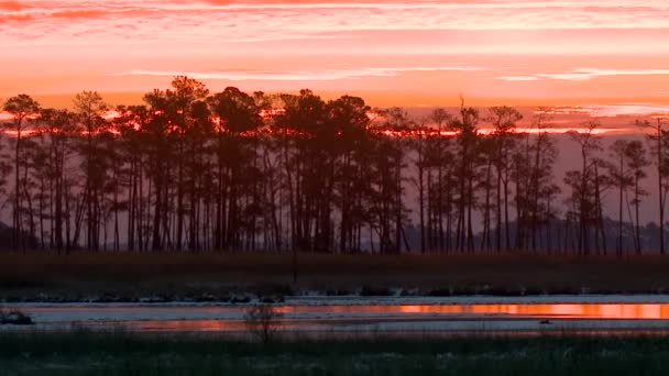 Árboles siluetas junto a un río al atardecer — Vídeos de Stock