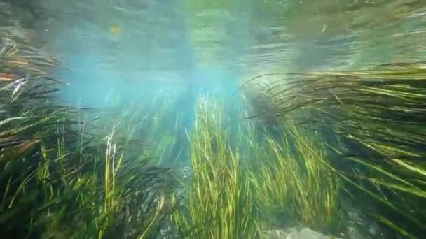 Υποβρύχια πλάνα από φυτά ρυζιού στο San Marcos River, Τέξας — Αρχείο Βίντεο