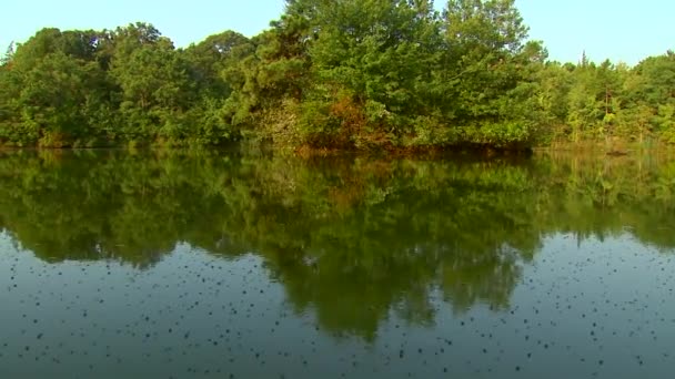 Water skates on a body of water — Stock Video