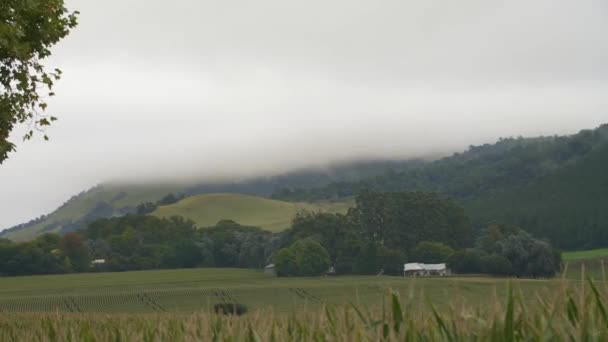 Amplio tiro de niebla rodando por una colina en Kwazulu-Natal Midlands, Sudáfrica — Vídeos de Stock