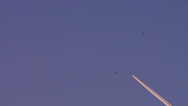 Самолет летит по голубому небу, полному летающих птиц, оставляя за собой след пара. — стоковое видео
