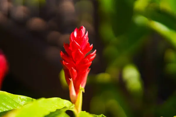 Fleur de gingembre rouge sur fond vert foncé. Plante tropicale hawaïenne . — Photo