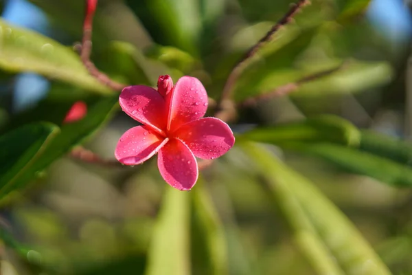 Różowy kwiat plumerii na gałęzi z zielonymi liśćmi — Zdjęcie stockowe