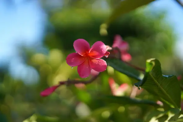 Różowy kwiat plumerii na gałęzi z zielonymi liśćmi — Zdjęcie stockowe